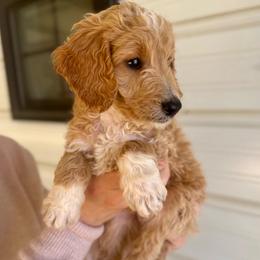 Taffy - Apricot female Goldendoodle puppy in Kenansville, North Carolina from J+A Family Doodles