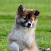 Icelandic Sheepdogs from Caradoc Kennel