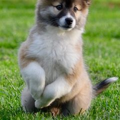 Icelandic Sheepdogs from Caradoc Kennel