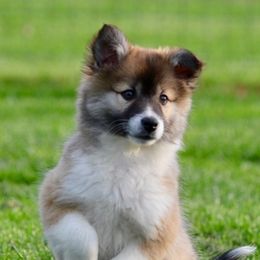 Icelandic Sheepdogs from Caradoc Kennel
