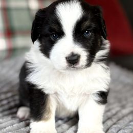 Meet Luke - Black tri male Miniature American Shepherd puppy in Stockton, Missouri from Kizmit Farmz