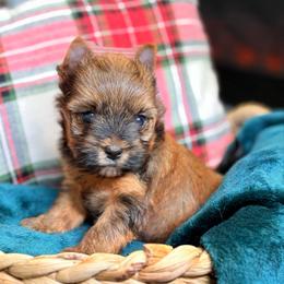 Misha - male Other puppy in Iva, South Carolina from Petit Bijou