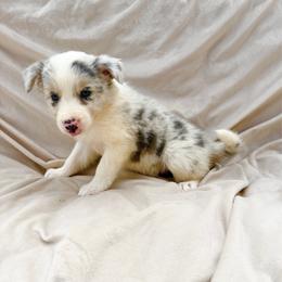 Blue Male - Blue merle male Border Collie puppy in Okeechobee, Florida from Cowtown Corgis & Border Collies