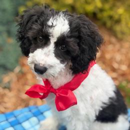 Oregano - male Cavapoochon puppy in North Lawrence, Ohio from Liberty Pups