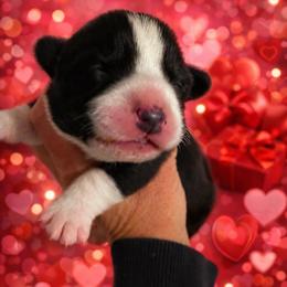 Sid - Black and white male Cardigan Welsh Corgi puppy in Kerens, West Virginia from Leather & Lace