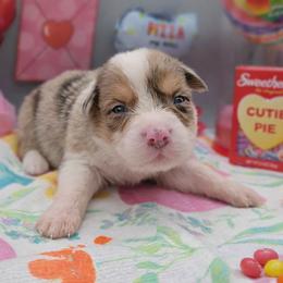 Sour Patch - Red merle male Australian Shepherd puppy in Riverside, California from Aus Cal (Aussies of soCal)