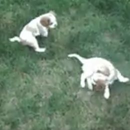 Cavalier King Charles Spaniels from Cherilym Gumm's Cavalier King Charles Spaniel