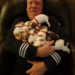Brittany Puppies from Turning Point Brittanys