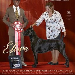 Elvira  - Cane Corso