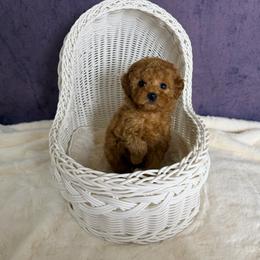 Mimi(AKC) - Red  female Poodle puppy in Moreno Valley, California from Yanni's Poodle