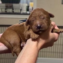 Schroeder (Blue Collar) - Red  male Goldendoodle puppy in Bay City, Texas from Charming Doods