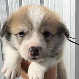 Black Collar Male - Sable male Pembroke Welsh Corgi puppy in Victoria, Texas from Clear Creek Corgis