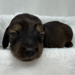 Lennon - Red male Dachshund puppy in Pulaski, Tennessee from Billboard Doxies
