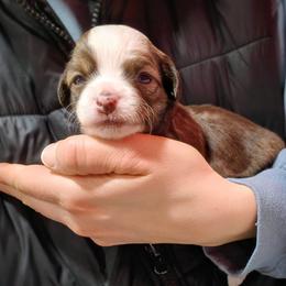 Halo - White and chocolate male Chinese Crested puppy in Frederick, Maryland from Lovable Cresteds