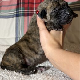 Nyx - Brindle female Great Dane puppy in Scottsburg, Virginia from Virginia Great Danes