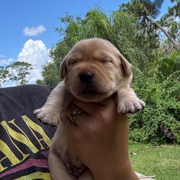 Grey Collar Male - Yellow male Labrador Retriever puppy in Kissimmee, Florida from SunState Labs