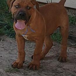 Blue male - Red male Boerboel puppy in Rockford, Illinois from Adoraboerboels