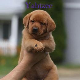 Yahtzee - Yellow female Labrador Retriever puppy in South Lyon, Michigan from Matoskah Meadows Labradors
