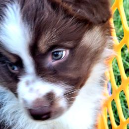 Australian Shepherd Puppies from Winsome Aussies