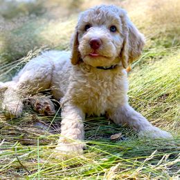 Labradoodle Puppies from Bigfoot Doodles