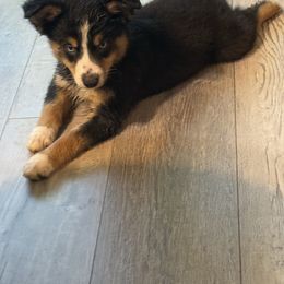 Reacher - Black tri male Miniature Australian Shepherd puppy in Ocala, Florida from Young Pups