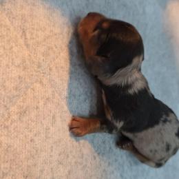 Faith - Dapple female Dachshund puppy in West Plains, Missouri from Spring Creek Dachshunds
