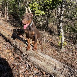 Doberman Pinscher Puppies from Lilo & Stitch Kennels