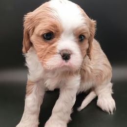 AKC Jazzy - Cavalier King Charles Spaniel puppy from Holliday Cavalier King Charles Spaniels