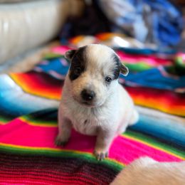 Sammie - Blue female Australian Cattle Dog puppy in Cottage Grove, Oregon from Heirloom Ranch