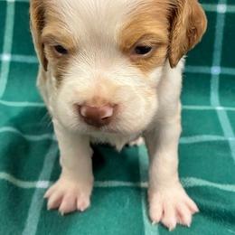 Krystal girl 3 - Orange and white female Brittany puppy in Floyd Knobs, Indiana from Cross Creek Brittanys