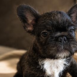 French Bulldogs from Roberto Amador