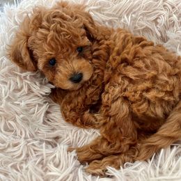 Maltipoo Puppies from Christine Plano