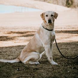 Kimber - Labrador Retriever