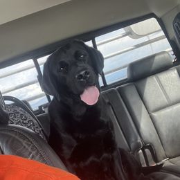 Jenga - Labrador Retriever