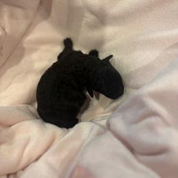 Girl1 - Black female Poodle puppy in Covina, California from Shih_doodle_Co