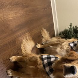 Bailey - Golden Retriever