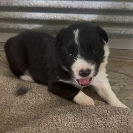 Boy 1 - Black male Border Collie puppy in Shell Knob, Missouri from Stoneridge Kennel
