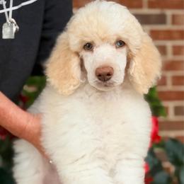 Uno - Cream male Poodle puppy in Hartwell, Georgia from Lake Hartwell Standard Poodles