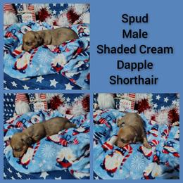 Spud - Sable male Dachshund puppy in Hudson, Michigan from Mittentail Kennel Miniature Dachshunds & Australian Shepherds