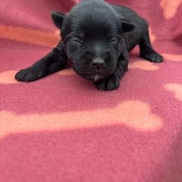 Green boy - Black male Miniature Schnauzer puppy in Hickory Grove, South Carolina from Oopsie Doodles