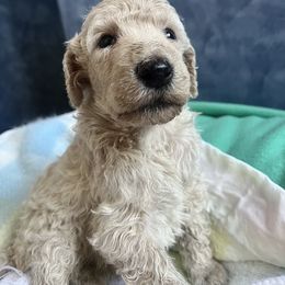 Poodle Puppies from Jaycee's Puppies