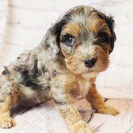 Cavapoo Puppies from Panda Puppies