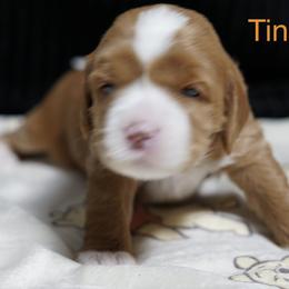 Tinker Bell - Red female Australian Labradoodle puppy in Fontana, California from Glory Labradoodle’s