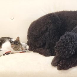 Poodles from Mendenpaws