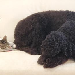 Poodles from Mendenpaws