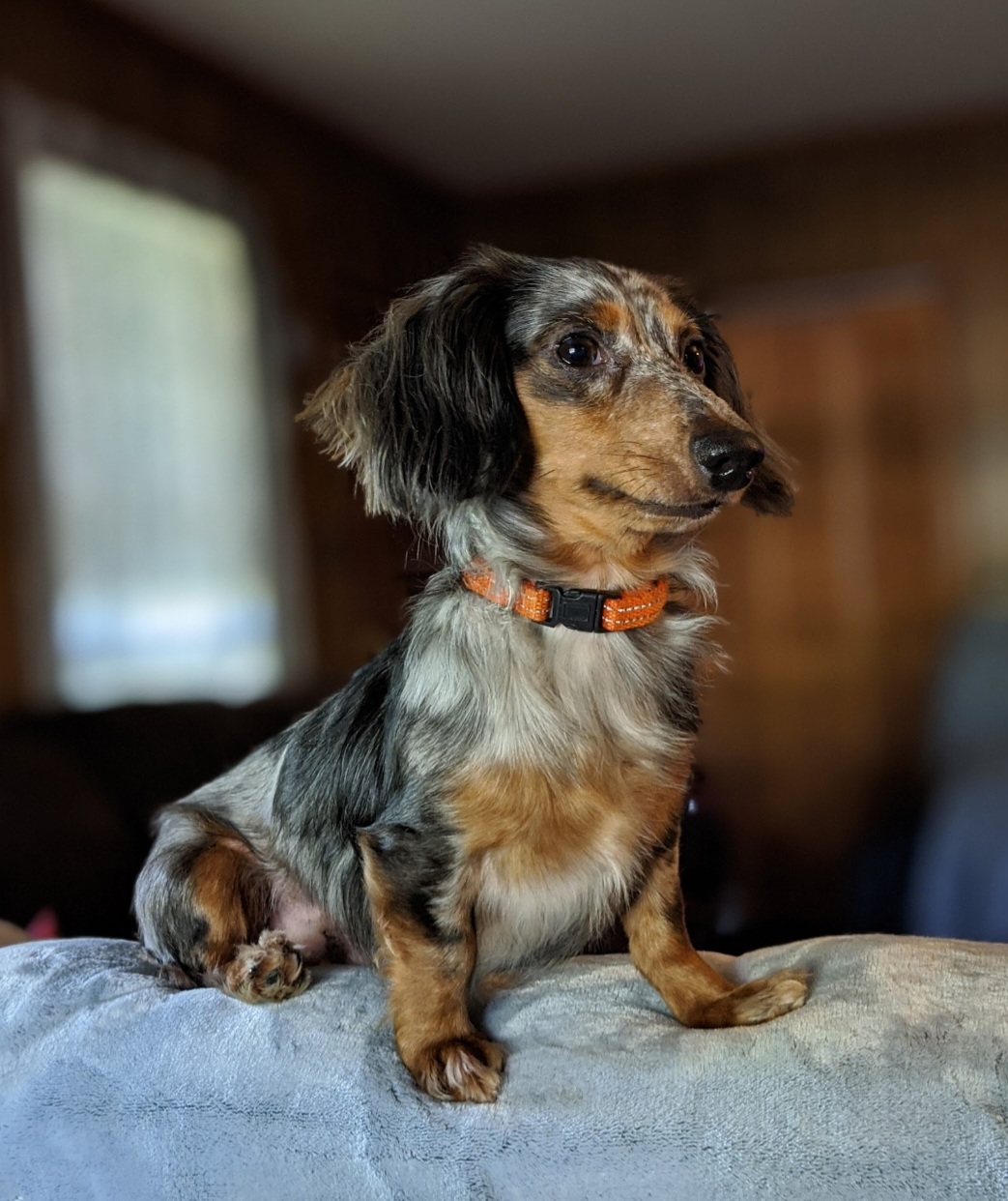 RUGER - Dachshund