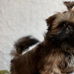 Shih Tzus from MyHeartShihtzu
