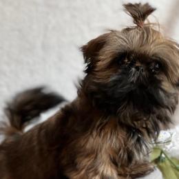 Shih Tzus from MyHeartShihtzu