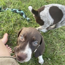 German Shorthaired Pointer and Jack Russell Terrier Puppies from Ivy Creek Kennels