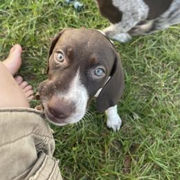 German Shorthaired Pointer and Jack Russell Terrier Puppies from Ivy Creek Kennels
